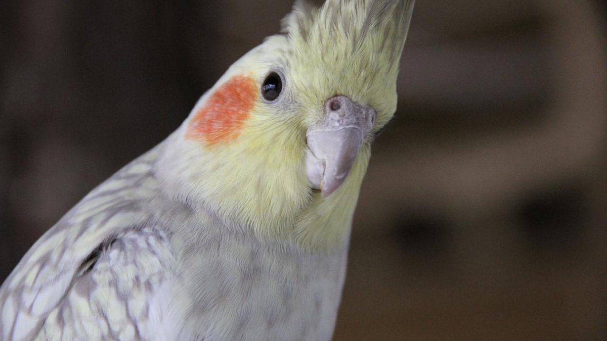 lotfitovic's tweet image. Une perruche pousse la chansonnette

Le saviez-vous ? Les perruches chantent... plus d'infos sur : tinyurl.com/yyptkgo5
#chansonnette #perruche #pousse #une