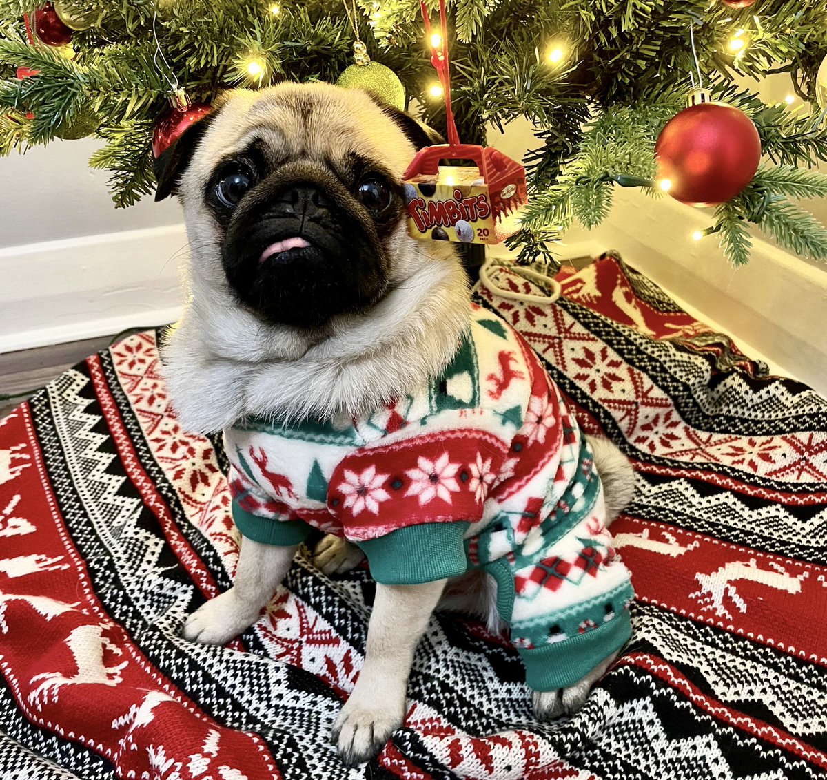IgorPugDog's tweet image. Pyjamas?... and the #Timbit box is wooden?... I’m gonna look for a new home ~ Z man 

#pug #sundayvibes #ChristmasIsComing #hohoho #ldnont