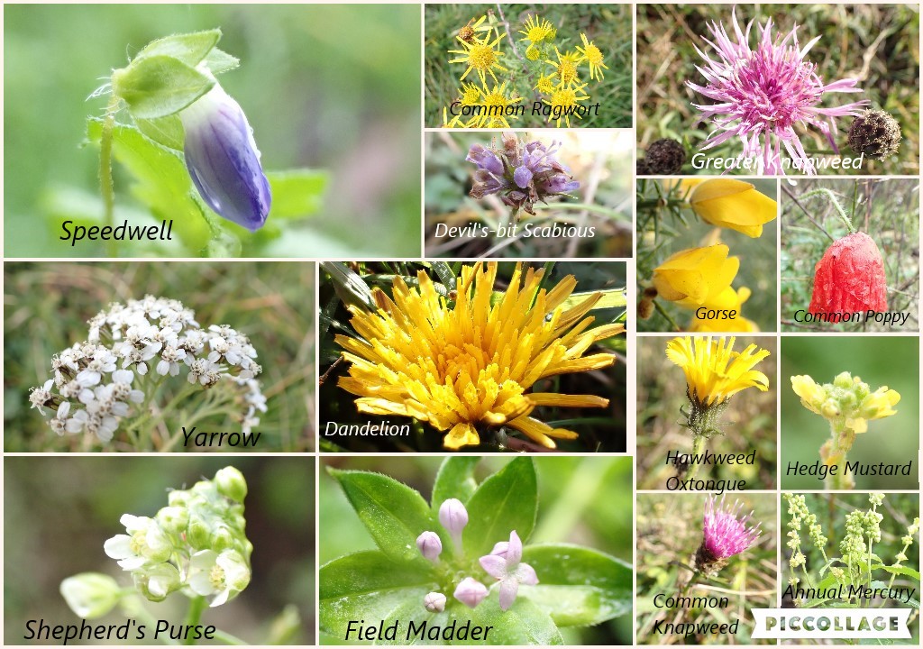 Twelve flowers flowering for #thewinter10 #wildflowerhour