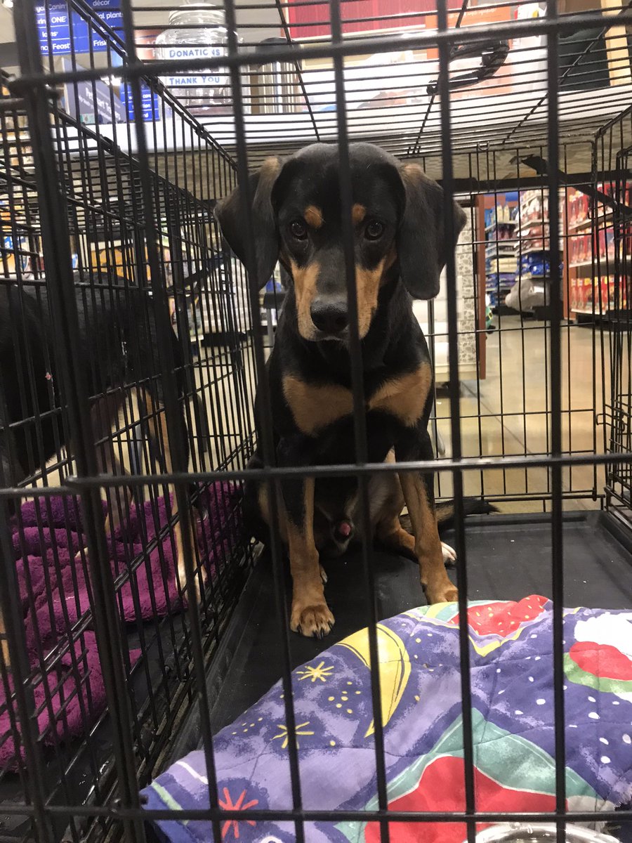 CAREJeffCounty1's tweet photo. All of these sweet pups are available for $25 at @PetSmart Sevierville thanks to the @BISSELLPets Empty the Shelter event!
.
We’re here until 4 so come in and see us! 🐶 https://t.co/1kJsAoz7hx