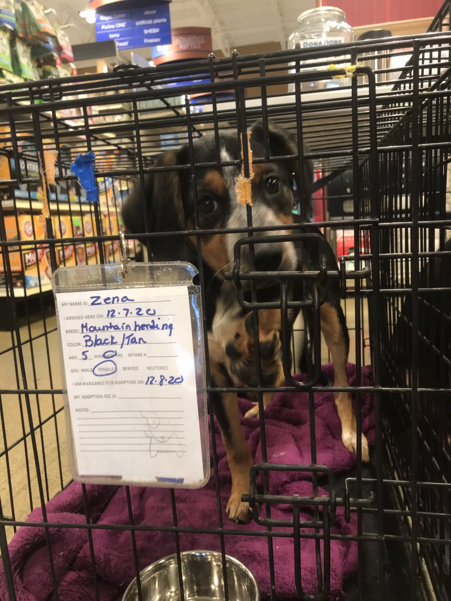 CAREJeffCounty1's tweet photo. All of these sweet pups are available for $25 at @PetSmart Sevierville thanks to the @BISSELLPets Empty the Shelter event!
.
We’re here until 4 so come in and see us! 🐶 https://t.co/1kJsAoz7hx