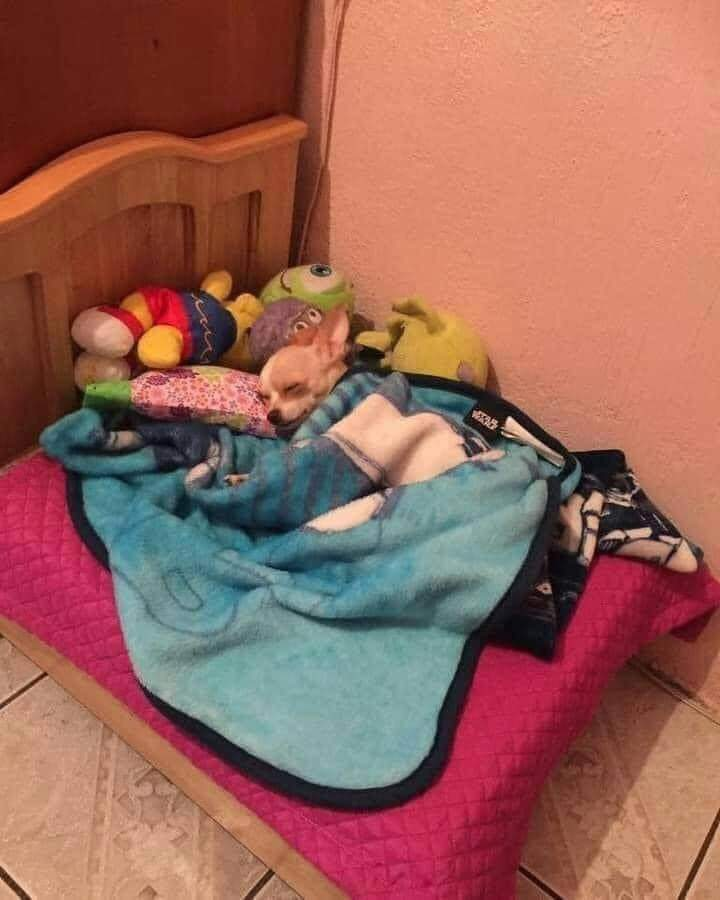 Eove's tweet photo. Cuando acabas de editar tu podcast, lo exportas y dejas todo programado y listo para publicar https://t.co/LFL9RyinbM