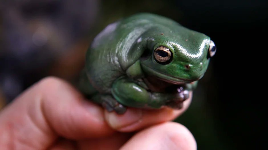 FrogsDaily3's tweet photo. Frogs 81 and 82 :) 
(Sorry about the weird schedule I've been going through some problems) https://t.co/JylniVtkxz