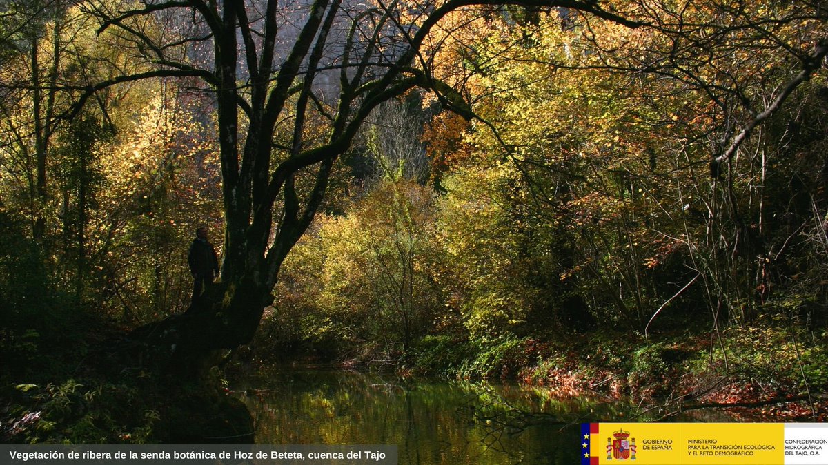 🌳La vegetación de ribera contribuye a regular los caudales
 
🌊en temporales con lluvias torrenciales reduce la velocidad del #agua de los cauces, su potencial erosivo y la posibilidad de que se produzca una #inundación
 
☀️en épocas de sequía, suaviza el descenso de caudal