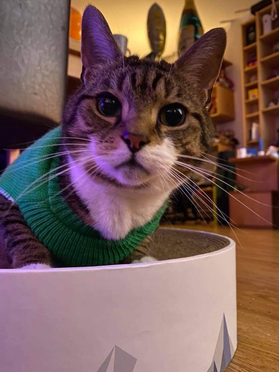 cayystore's tweet photo. Happy Christmas everyone🎄🎄🎄🎁🎁 Tino put his jumper on🥳🥳🥳 #Christmas #Caturday #CatsOfTwitter #ChristmasJumperDay https://t.co/2B2bDE2OJ5