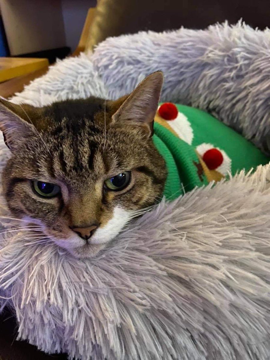 Happy Christmas everyone🎄🎄🎄🎁🎁 Tino put his jumper on🥳🥳🥳 #Christmas #Caturday #CatsOfTwitter #ChristmasJumperDay