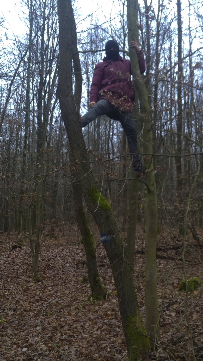 keineA44's tweet photo. @Swing4ce Neben dicken alten Eichen gibt es viele schlanke Buchen auf der Trasse - ein grosser Spielplatz für die #Swingforce im #stiftibleibt https://t.co/YioTF9QDx1