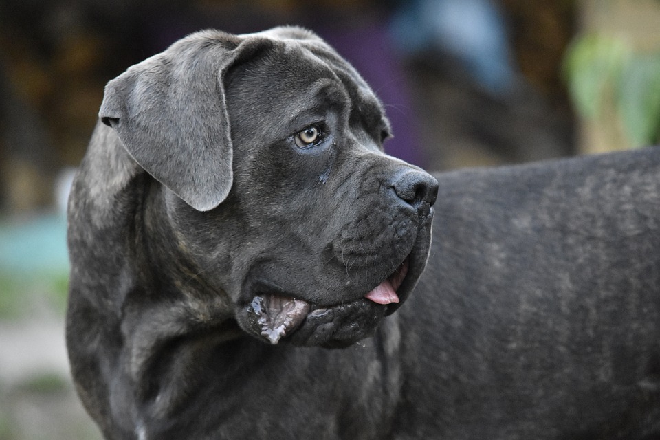 The Cane Corso is an Italian breed of mastiff generally used for personal protection, tracking, law enforcement, as a guard dog and as a companion dog.
These dogs are docile and affectionate to their owners, loving with children and family, and easily trained.
🐶
#Dogs #CaneCorso