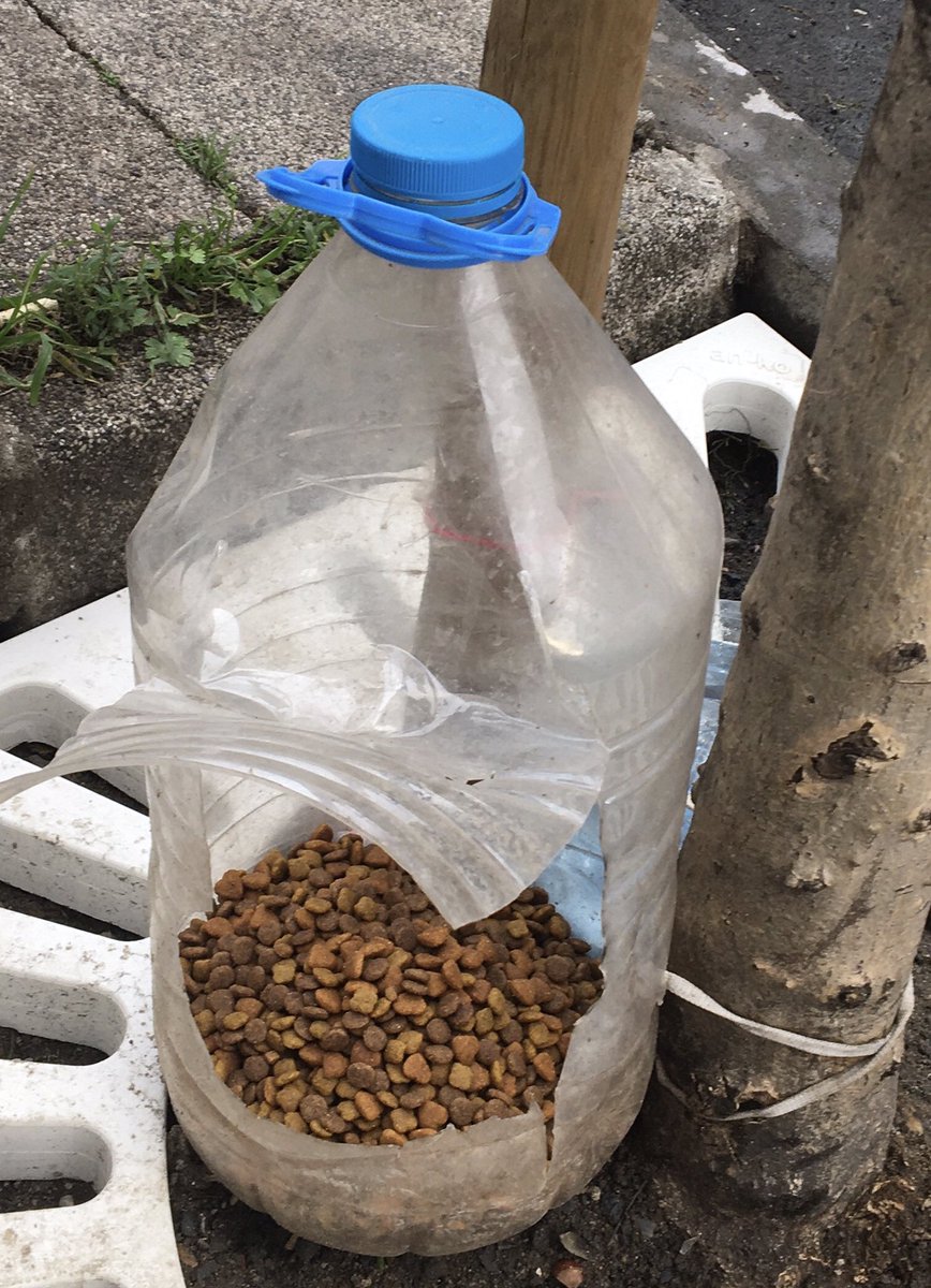 tekirinbiri's tweet photo. 15 kg mama bitti bugün. haftaya kötü başlayacağız. desteğinize çok ihtiyacım var. ister linkten bütçenize göre mama gönderebilir, ister el emeği ürünlerimden satın alabilirsiniz 🌻 ürün linki aşağıdaki tweette var, mama için kumbara linkimi de bırakıyorum: https://t.co/NJbXub1Nk7 https://t.co/ZnhgHcY95D