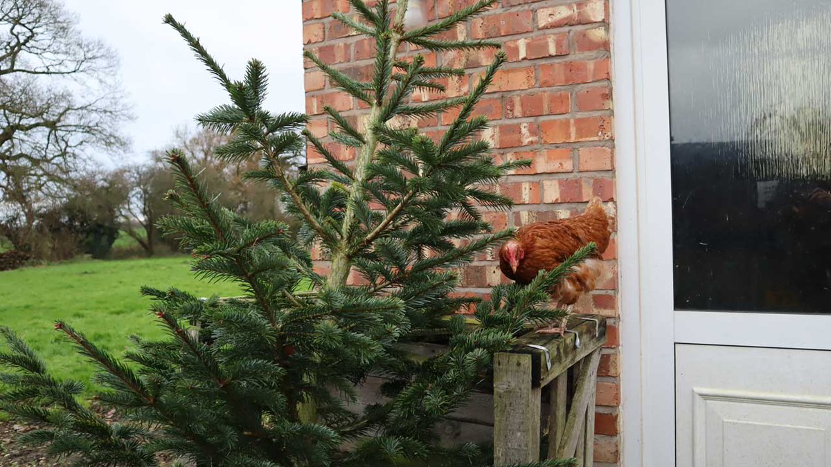All the needles present and correct Vera?
#happyhens #exbatts #exbatteryhens