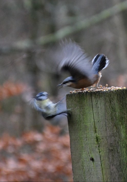AlexH68221009's tweet photo. @CarlBovisNature Hi Carl i took this photo and was wondering how can I capture an action shot or bird in flight? #AskCarlBovis https://t.co/lVJP37kjiB