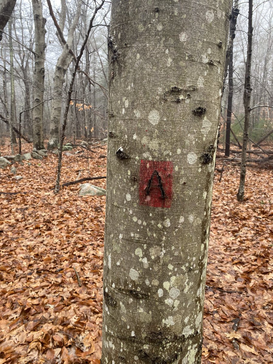 mollyhardy's tweet photo. On a tree in North Shore woods of Massachusetts where Scarlet “A’s” are NEVER neutral
#Hawthorne #ecocriticism #envirohistory #treestellstories #c19 https://t.co/4LxQuQbO8I