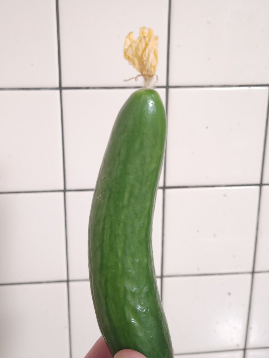 かし サボテンダー バイラリーナ