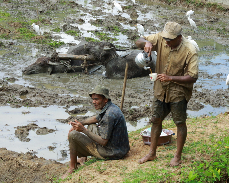 Buffalos create "wallows", pools of muddy water without which they cannot control their temperatures. Always filled with water, these wallows create many eco-services: in the dry season the become a haven for fish that then migrate back to the paddies when these fill with water.