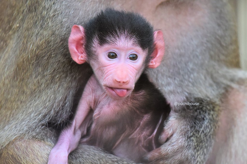 マントヒヒの赤ちゃん