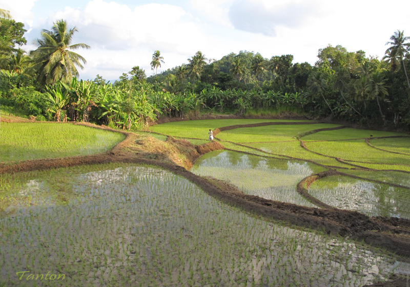 The fish is a valuable source of proteins for landless laborers and greatly help control the population of malaria causing mosquitoes who breed in the rice paddies. The vegetation around the wallows are breeding and hunting grounds for snakes and water monitor lizards who prey...