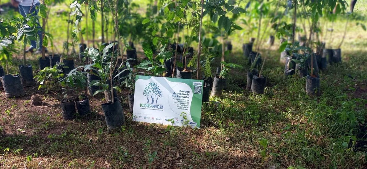 teresabritto's tweet photo. Neste domingo, estive presente na criação do Bosque da Memória de Teresina, uma iniciativa da Rede Ambiental do Piauí (REAPI) para homenagear as vítimas da Covid-19 no Piauí. 

#BosquedaMemóriadeTeresina #REAPI https://t.co/NK0dAP7fHJ