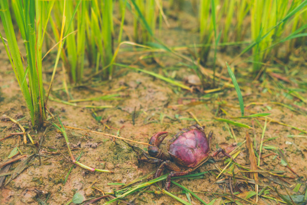 ...on rats that eat the rice and the crabs that burrow into the sides of the rice paddies eventually causing them to lose integrity, leading to collapses of entire paddy systems.