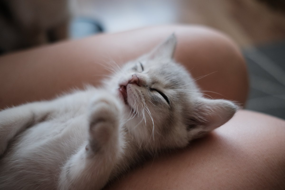 animallegend3's tweet photo. No, it's definitely not because I am a cat person. Writers lead lonely lives. Cats are particularly good pets for people who sit alone at their desks https://t.co/TiBynlFQDH
