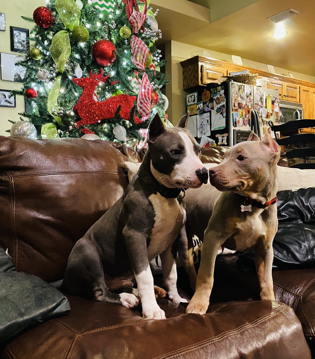 ttricia23's tweet photo. Zazu and RIP’s first meet! They were instant pals! https://t.co/XLloL0K4lf