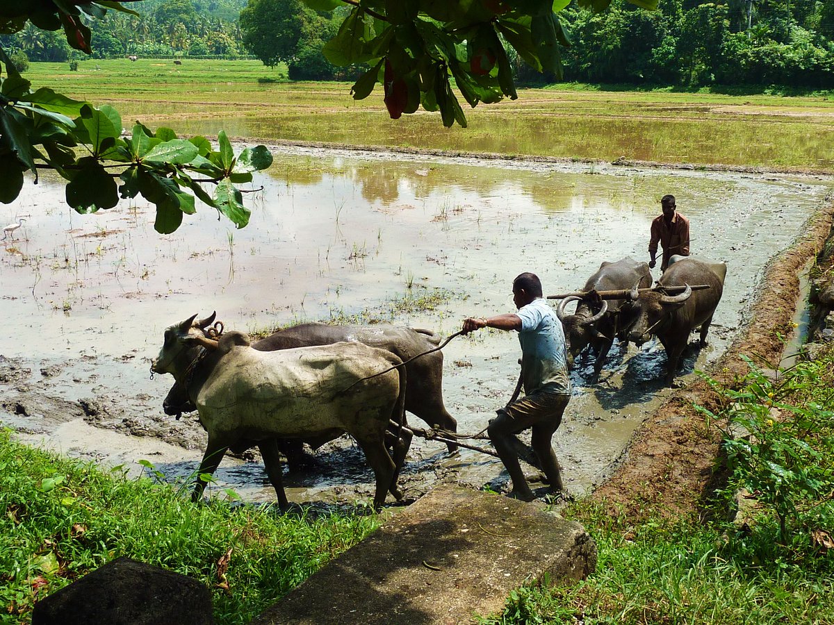 Without the water buffalo wallows, villagers no longer had a place to soak the palm fronds they needed to thatch their roofs, leading them to rely on locally made clay roof tiles, which caused massive deforestation as trees were cut down to fuel the tile kilns.