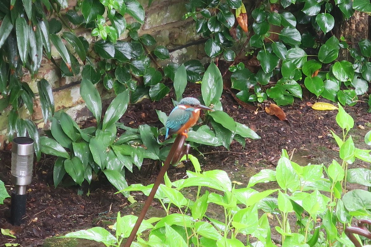 madge121's tweet photo. @LangleyPics I’m lucky enough to get one visit my garden pond sometimes, not lucky enough to be a good photographer though! https://t.co/he3gYseWOQ
