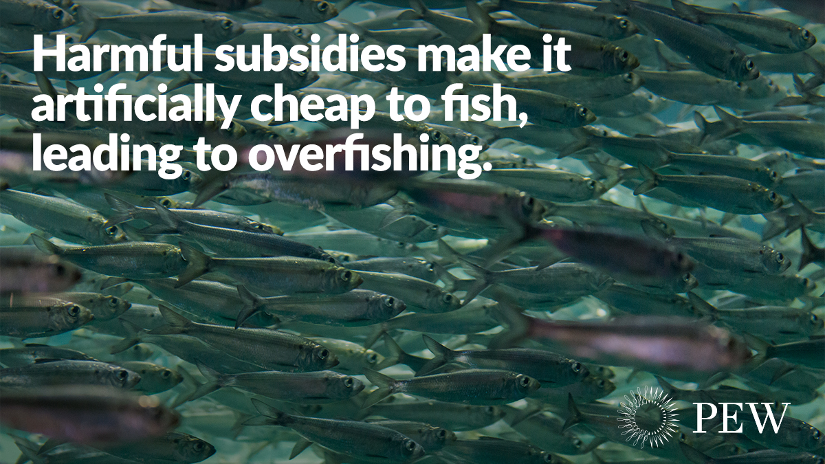 pewenvironment's tweet photo. Harmful fisheries subsidies encourage irresponsible practices that deplete fish populations and can hurt local fishing communities.
But the @wto can right the ship before it’s too late. This month they can #StopFundingOverfishing. https://t.co/oqknfsDuo1