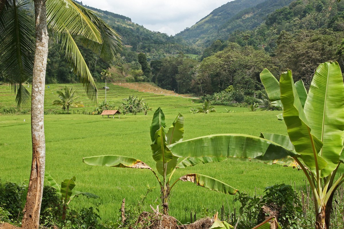 And with no pest control since the birds were gone (no forests) the snakes and lizards and fish were gone (no wallows) malaria spread like wildfire. Even farms that used chemicals found that mosquitoes quickly became resistant no matter how much they upped the dosage every year.