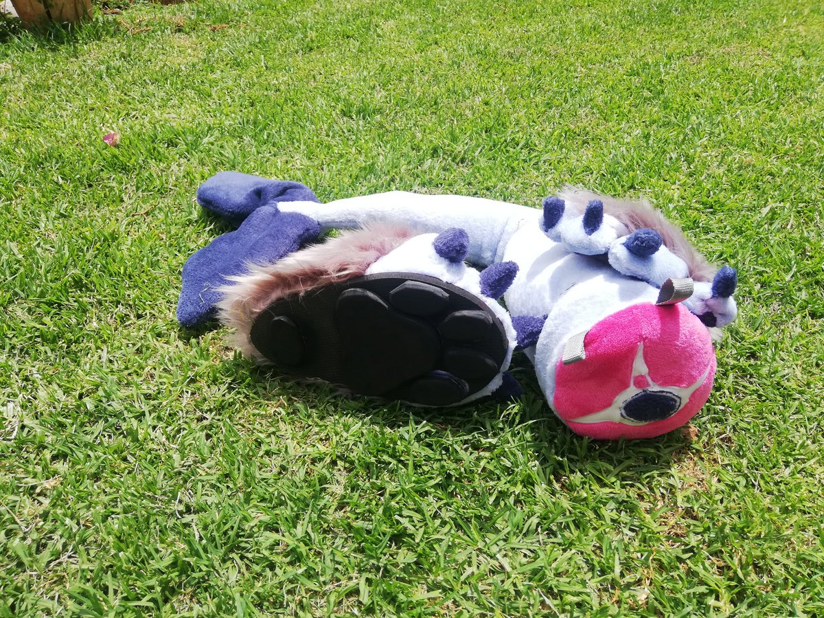 NCZASuits's tweet photo. Meet zozo!  

A mini partial with feet for another lucky young lady 

#fursuitmaker #furry #furry #NCZAsuits #ZARtists #supportlocal #fenicdolphinhybrid #youngfur https://t.co/MCINkHmcgX