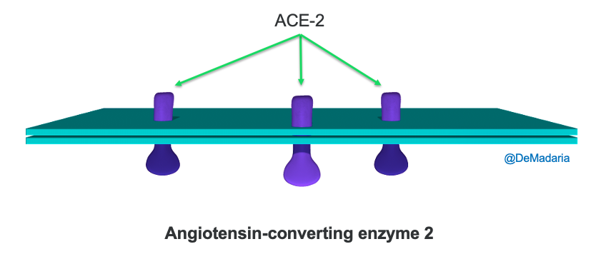 SARS-CoV-2 enters human cells by interacting with the ACE2 receptor.Well, ACE2 is present in the GI epithelium, in the pancreatic ductal and acinar cells, so BH PLAUSABILITY criteria  @AGA_Gastro  https://www.gastrojournal.org/article/S0016-5085(20)30282-1/fulltext?referrer=https%3A%2F%2Fwww.nature.com%2F @AGA_CGH  https://www.cghjournal.org/article/S1542-3565(20)30537-1/fulltext