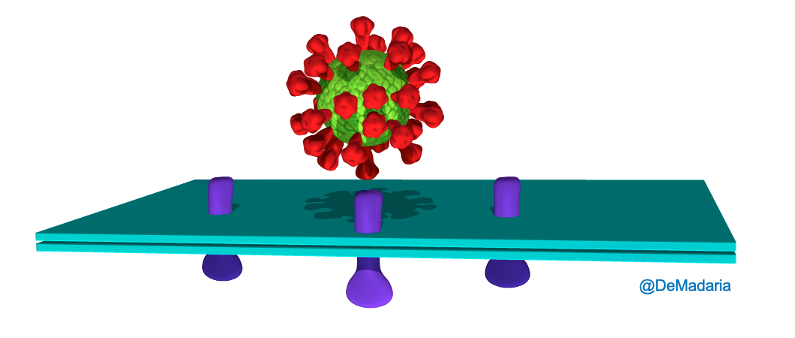 SARS-CoV-2 enters human cells by interacting with the ACE2 receptor.Well, ACE2 is present in the GI epithelium, in the pancreatic ductal and acinar cells, so BH PLAUSABILITY criteria  @AGA_Gastro  https://www.gastrojournal.org/article/S0016-5085(20)30282-1/fulltext?referrer=https%3A%2F%2Fwww.nature.com%2F @AGA_CGH  https://www.cghjournal.org/article/S1542-3565(20)30537-1/fulltext