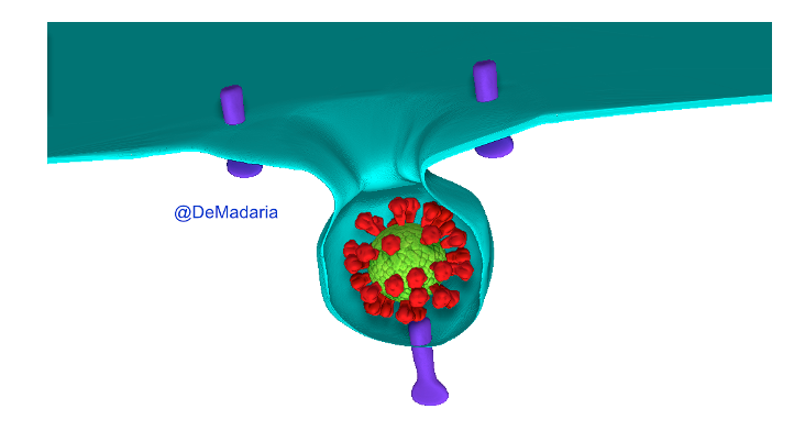 SARS-CoV-2 enters human cells by interacting with the ACE2 receptor.Well, ACE2 is present in the GI epithelium, in the pancreatic ductal and acinar cells, so BH PLAUSABILITY criteria  @AGA_Gastro  https://www.gastrojournal.org/article/S0016-5085(20)30282-1/fulltext?referrer=https%3A%2F%2Fwww.nature.com%2F @AGA_CGH  https://www.cghjournal.org/article/S1542-3565(20)30537-1/fulltext