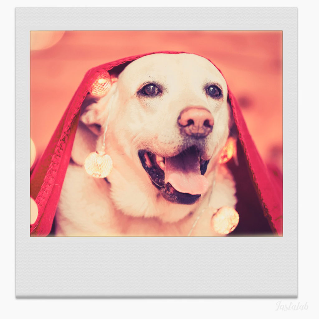 VNTGhub's tweet photo. InstaLab app - Christmas Lights. #InstaLab #InstaLabApp #Instant #Filter #Print #Polaroid #Animal #Animals #Dog #Pets https://t.co/lRkw6eoeSz