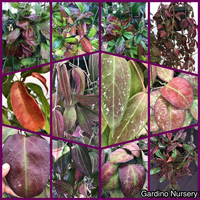 Watch Hoya Plants's leaked NSFW photo on TwXstars