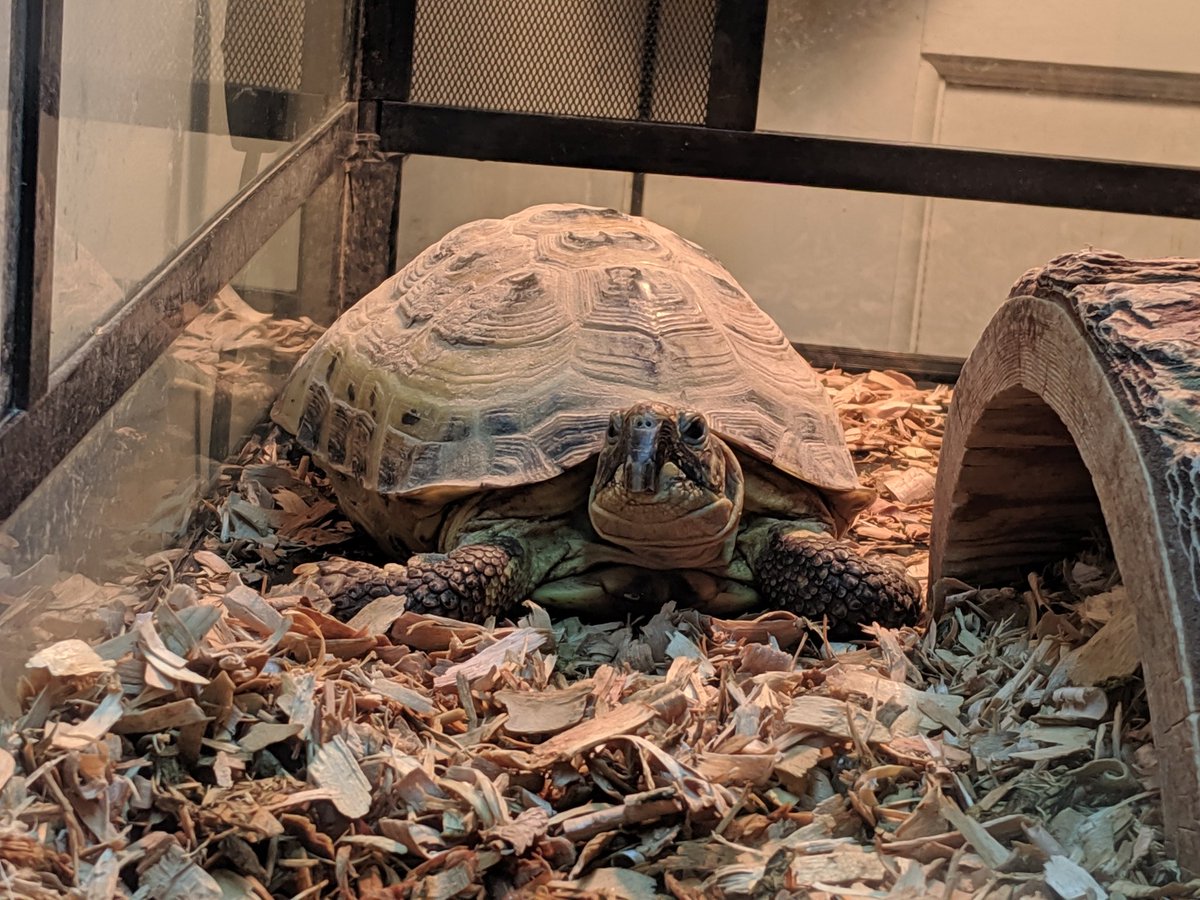 dbrand666's tweet photo. Meet Rocky Lincoln. His lighting system has been running on CentOS since version 4. He can't wait to switch to @rocky_linux! https://t.co/zsZgug182U
