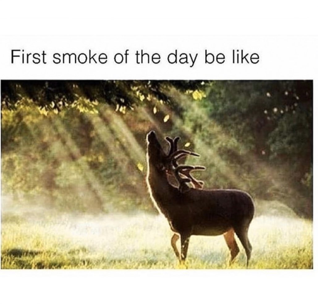 yettiemagazine's tweet photo. Needing this rn 😤

#weedporn #weedstagram420 #instaweed #smokeweed #weedlife #weedmemes #weedsociety #tweed #weedgram #whydontweedits #weedculture #weedhumor #weed420feed #weedlove #weedhead #weednation #smokingweed #weedcommunity #weedsmokers #weedfeed #staylifted #Mmemberville https://t.co/kjsnqxcsl1