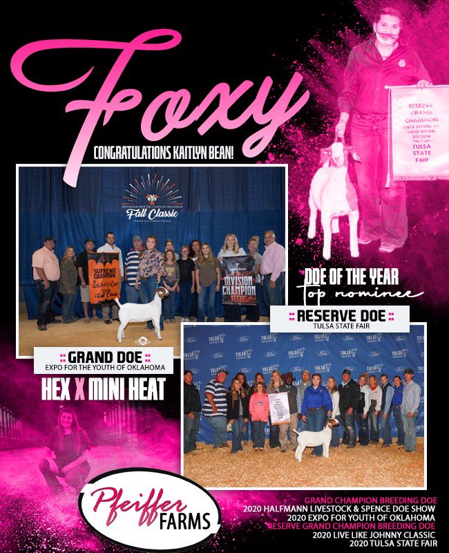 Go vote for foxy for female of the year grandgoats.com grand champion breeding doe eyo and reserve grand champion breeding doe Tulsa state fair