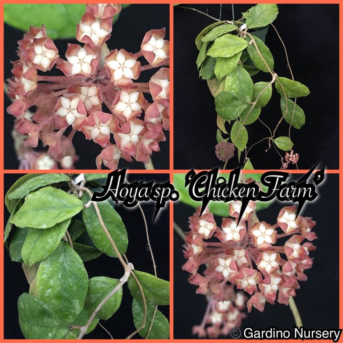 Watch Hoya Plants's leaked NSFW photo on TwXstars