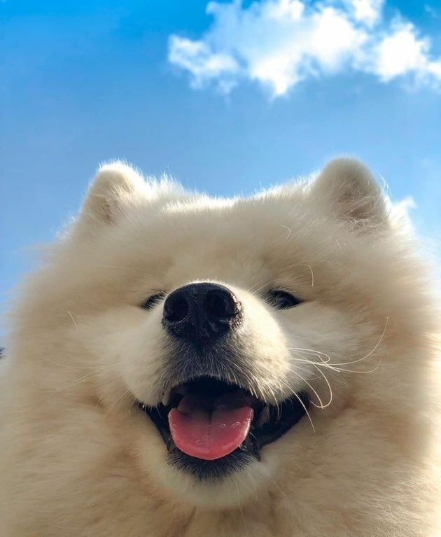 hyvnjinslvt's tweet photo. jeno looking like a samoyed: a devastating yet necessary thread https://t.co/5Bwr1n8CmI