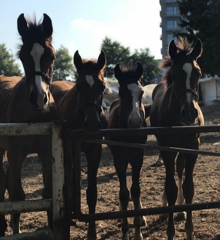 Yeryüzünde yaşayan en güzel canlıdır at. #NationalDayOfTheHorse