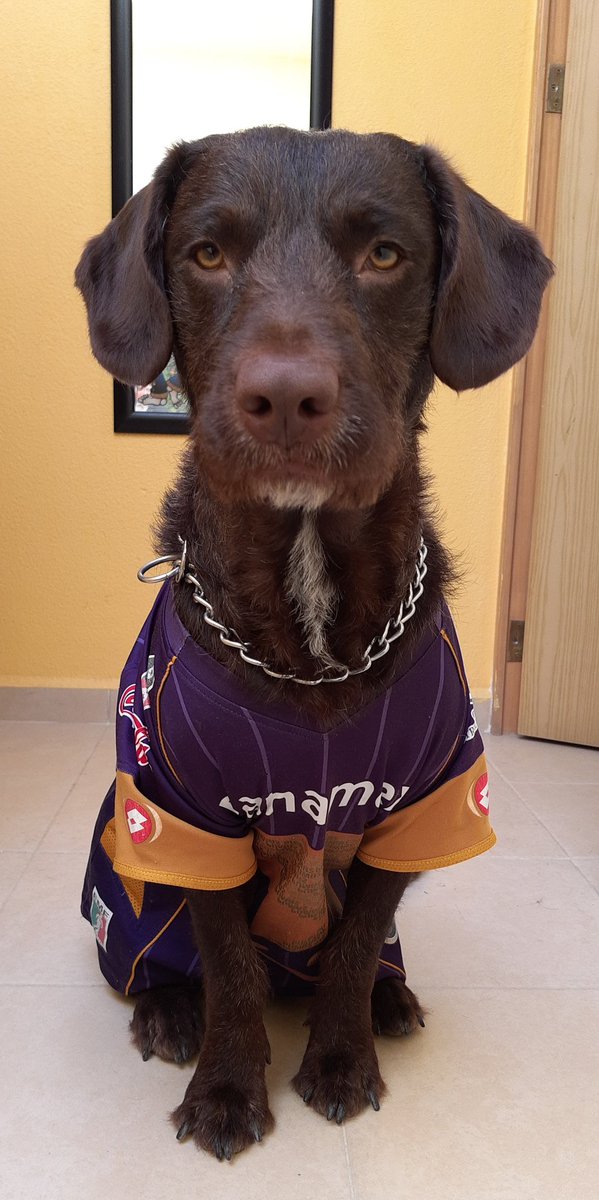 farmaceuticomx's tweet photo. Hoy por el último esfuerzo @PumasMX queremos ver a #PUMASCAMPEON
#SoyDePumas
#pumashistoricos
@Juan_iturbe93 @1AlfredoTala @hugosanchez_9 @PumaExperto @UNAM_MX @UnaNutria @warkentin https://t.co/apXEYLOKKf