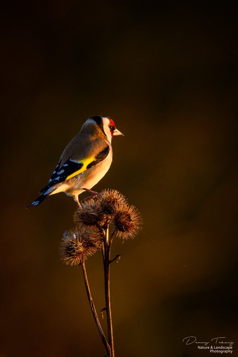 Putter, distelvink •Carduelis carduelis• vanmorgen in het vroege ochtendlicht! #nphollandseduinen #dezeekust #westland #arendsduin #vogels #birds #vogelbeschermingnederland @bezoekwestland @gemeente_westland @zhlandschap #natuurfotografie_nl #natuurfotografie