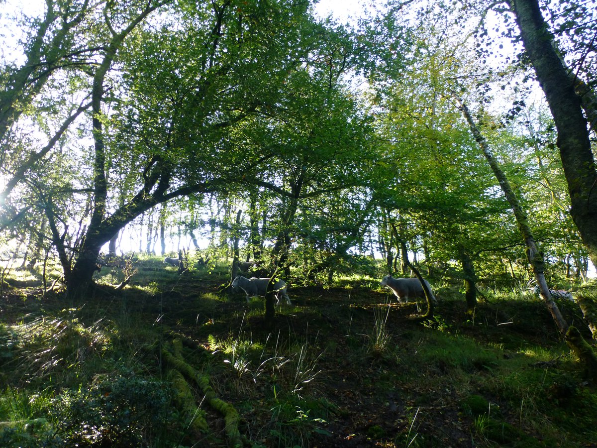sparnamharris's tweet photo. Photosynthesis is the process that uses light to turn water and carbon dioxide into glucose the by product of which means we can breathe in and out. More trees please! #photography #Science #conservation #ExmoorThoughts https://t.co/GSUa1vo3j0
