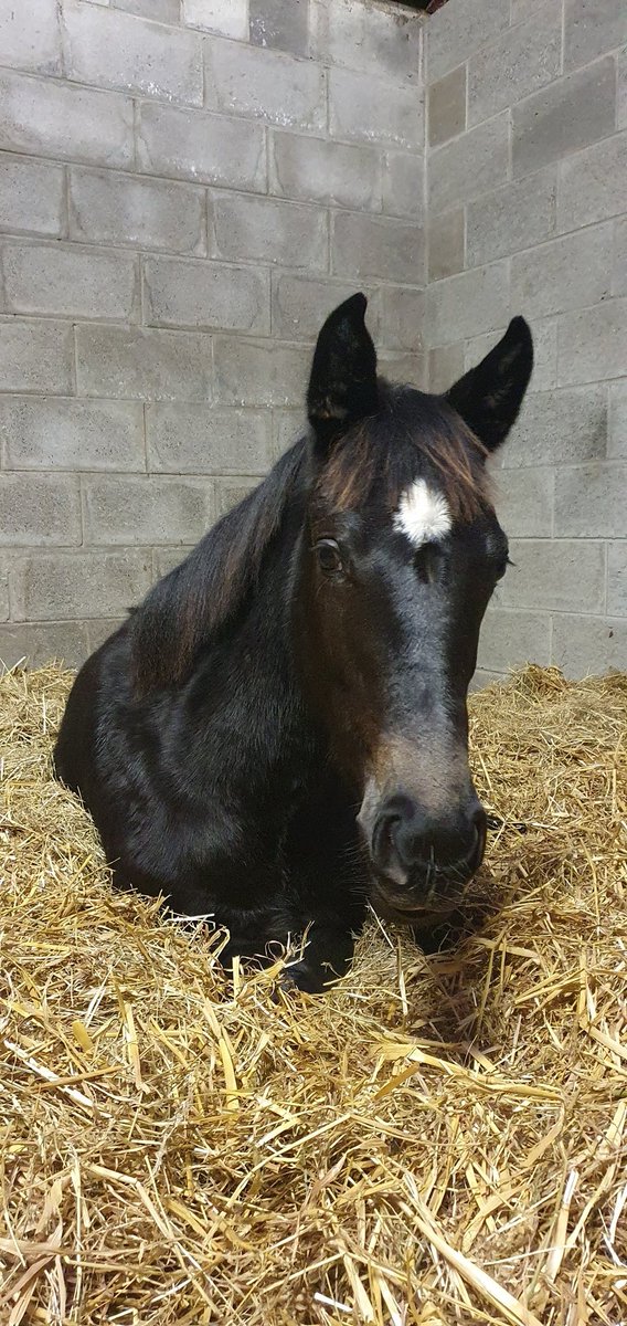 Danielle Deveney tweet media