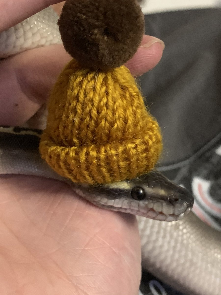 RadPdx's tweet photo. Are you ready for winter? #ballpython #winterhat #snakesinhats https://t.co/iAc0KueJ08
