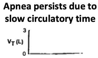 15/pCO₂ rises during the subsequent apnea, but this is not immediately sensed by the respiratory control center because of slow circulatory time.As a result, the apnea phase persists longer than it normally would and the pCO₂ continues to rise.