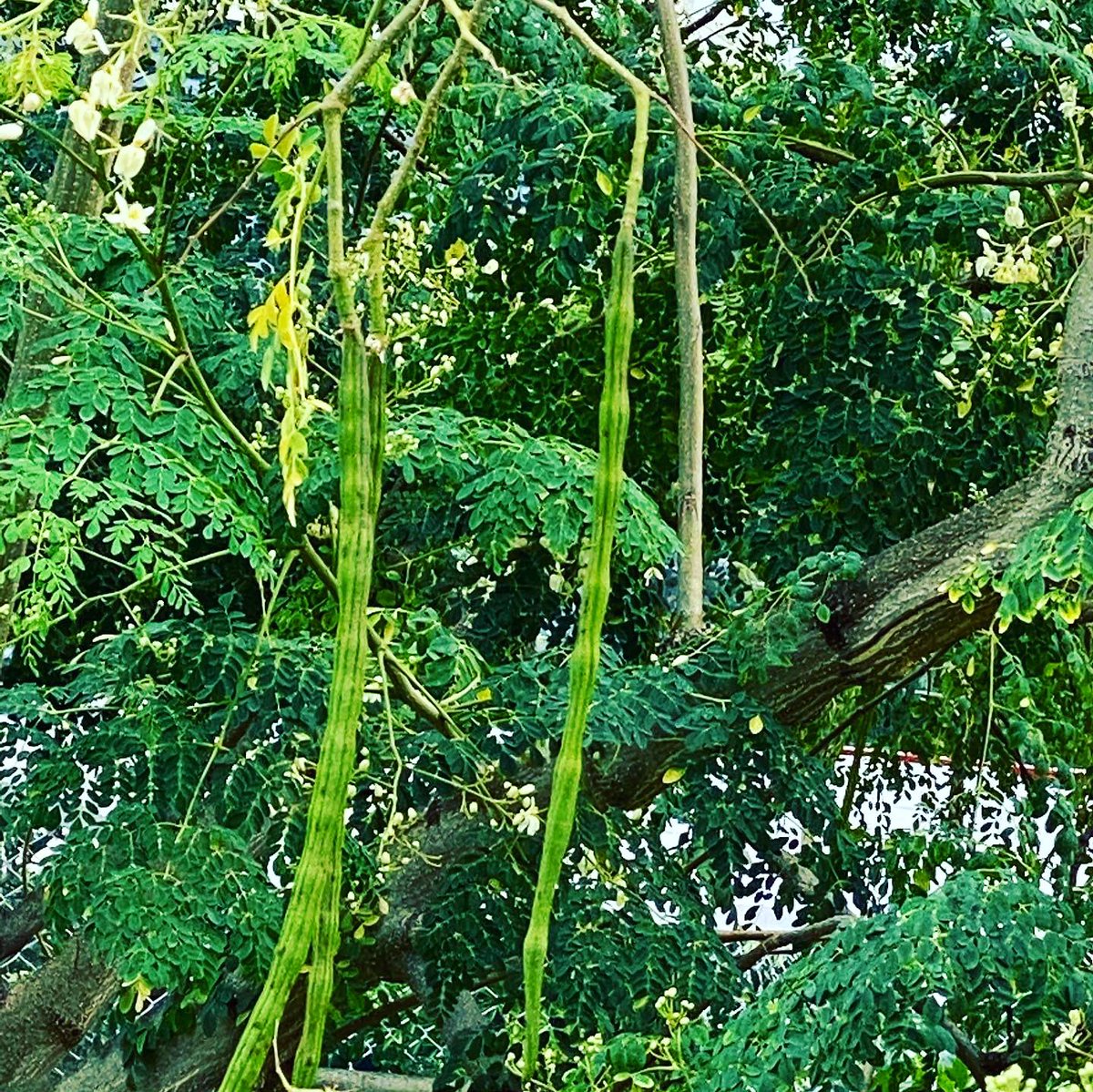 Munga/ Moringaceae/ Moringa/ Drumstick is a fast-growing tree upto 10–12 m/ 32–40 ft tall, trunk diameter 45 cm/ 1.5 ft. Propagated from cuttings or seeds, it begins to flower within first 6 months,flowers once a year in cold regions & throughout the year constant temperatures.  https://twitter.com/meenakshisharan/status/1337047395725697024