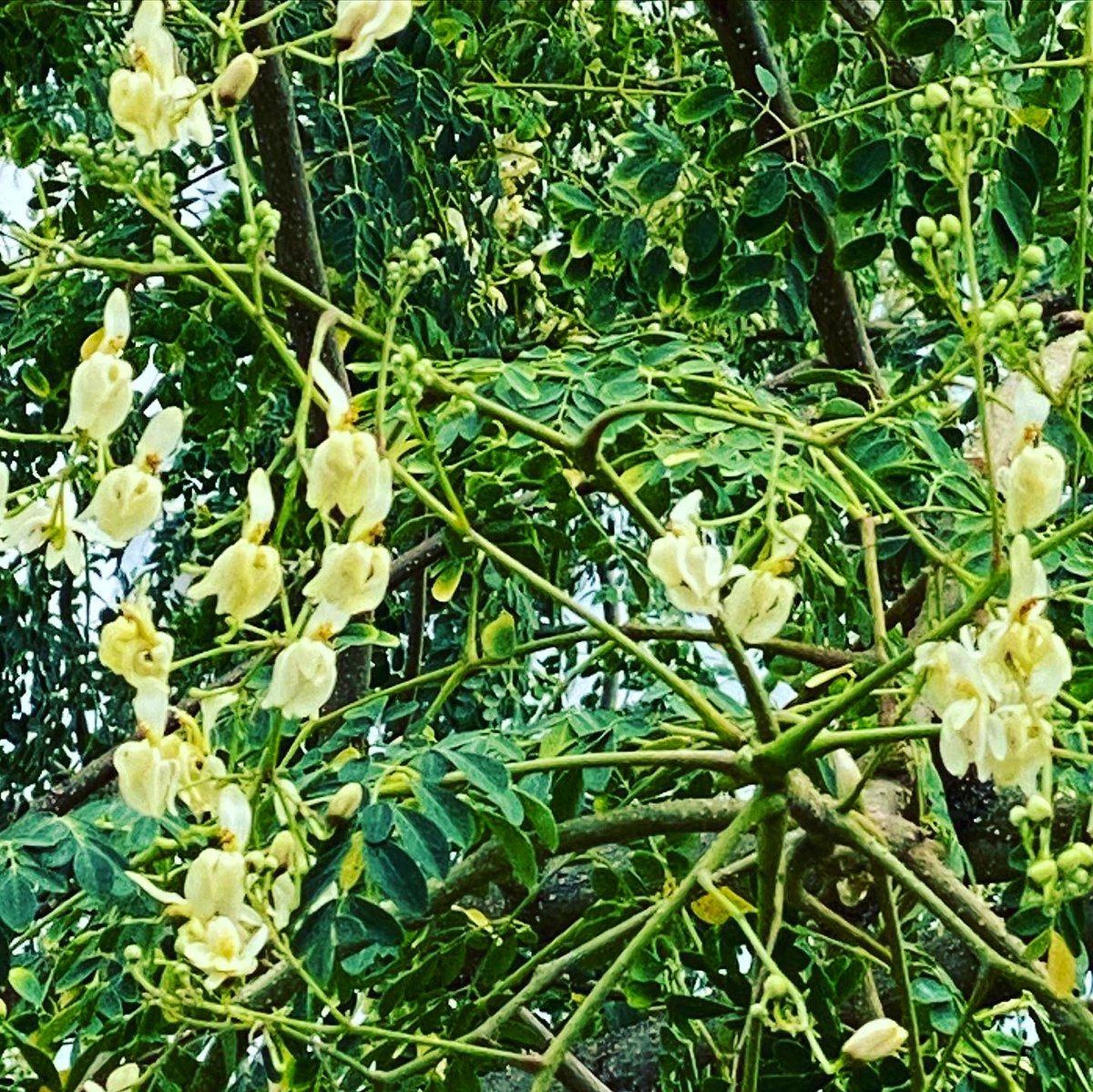 Munga/ Moringaceae/ Moringa/ Drumstick is a fast-growing tree upto 10–12 m/ 32–40 ft tall, trunk diameter 45 cm/ 1.5 ft. Propagated from cuttings or seeds, it begins to flower within first 6 months,flowers once a year in cold regions & throughout the year constant temperatures.  https://twitter.com/meenakshisharan/status/1337047395725697024