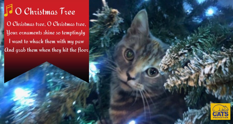 Cats Protection tweet media