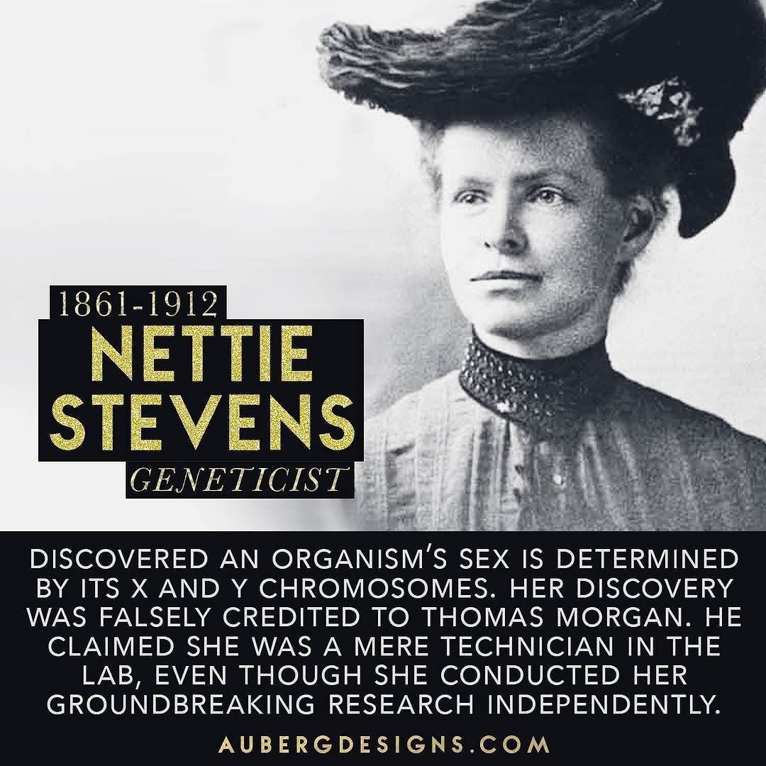 Brogan Holcombe on Twitter: "This week's #SundayScientistShoutout is Nettie Stevens (1861-1912)! An American geneticist, Stevens discovered that different configurations of chromosomes determine sex after the rediscovery of Mendel's paper on genetics ...
